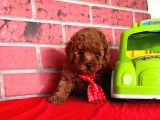 Red Brown Toy Poodle