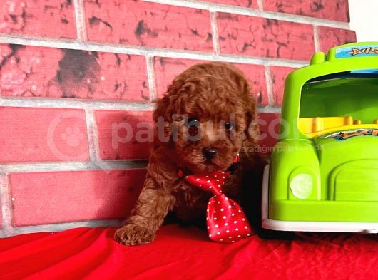 Red Brown Toy Poodle görsel