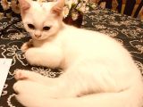 Beyaz British Shorthair Yavru Kedi
