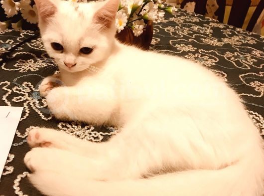 Beyaz British Shorthair Yavru Kedi görsel