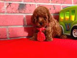 Red Brown Toy Poodle