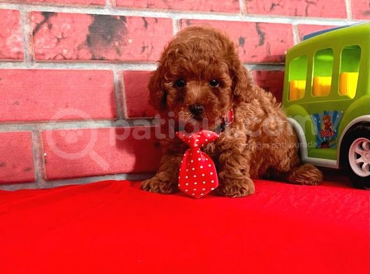 Red Brown Toy Poodle görsel