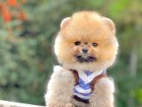 Ayıcık Surat Boo Pomeranian Yavrular