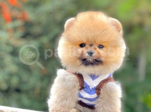 Ayıcık Surat Boo Pomeranian Yavrular görsel