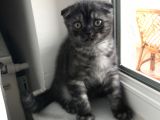 Scottish Fold Yavru Kendi Kızımın Yavrusu