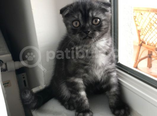 Scottish Fold Yavru Kendi Kızımın Yavrusu