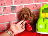 Red Brown Toy Poodle