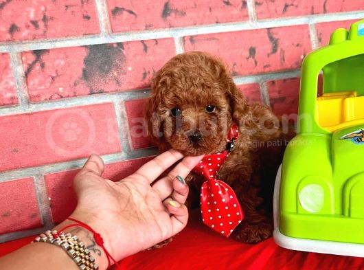 Red Brown Toy Poodle