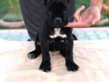 Cane Corso