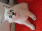 Müthi̇ş Kali̇tede Bri̇ti̇sh Shorthai̇r Bluepoi̇nt Yavru!!!