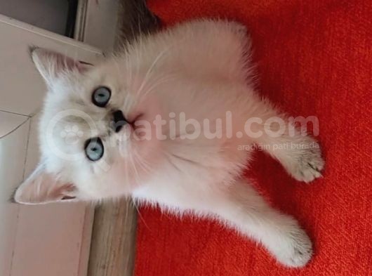 Müthi̇ş Kali̇tede Bri̇ti̇sh Shorthai̇r Bluepoi̇nt Yavru!!!