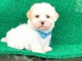 Tatlı Tadında Maltipoo Yavrularımız