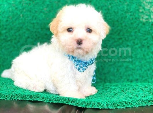 Tatlı Tadında Maltipoo Yavrularımız