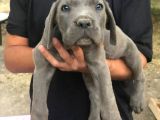 Cane Corso
