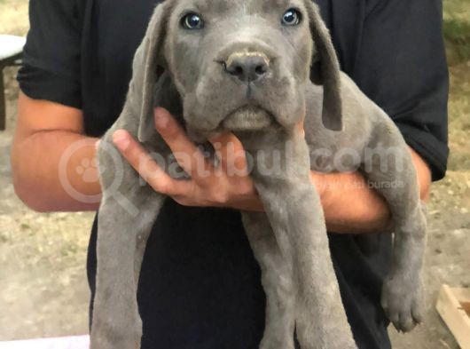 Cane Corso görsel