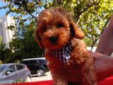 Red Brown Toy Poodle