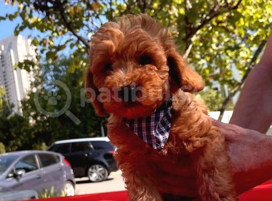 Red Brown Toy Poodle görsel