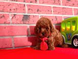Red Brown Toy Poodle