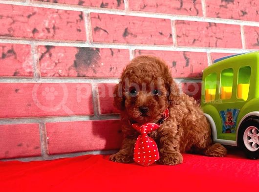 Red Brown Toy Poodle görsel