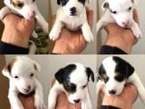 Jack Russel