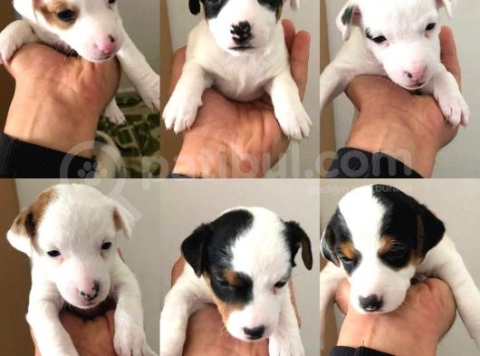 Jack Russel görsel