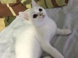 Beyaz British Shorthair Yavru Kedi