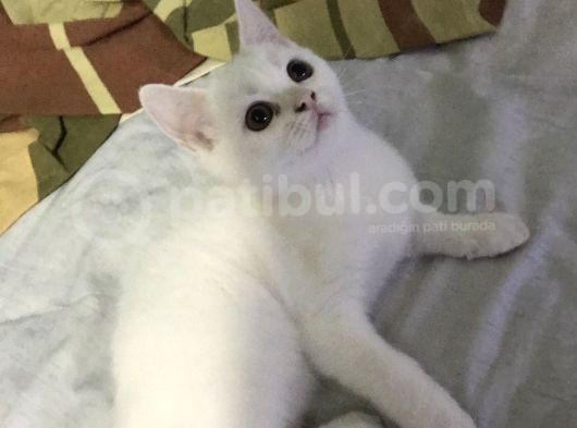 Beyaz British Shorthair Yavru Kedi görsel