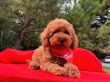 Tatlı Tadında Toy Poodle Yavrularımız