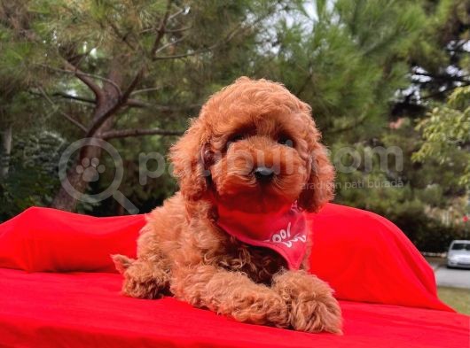 Tatlı Tadında Toy Poodle Yavrularımız görsel
