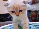 Scottish Fold Ve Straigt Blue Point Yavru