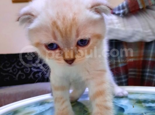 Scottish Fold Ve Straigt Blue Point Yavru görsel