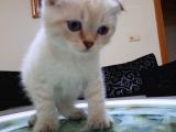 Scottish Fold Ve Straigt Blue Point Yavru
