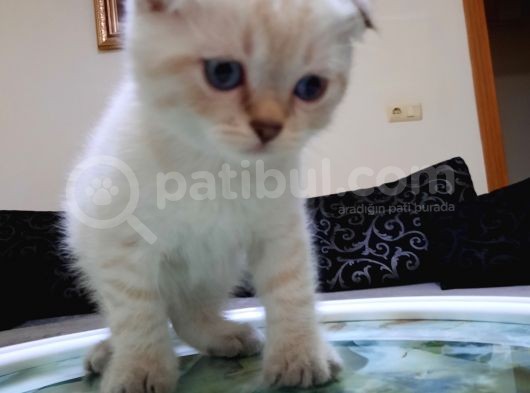 Scottish Fold Ve Straigt Blue Point Yavru görsel