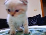 Scottish Fold Ve Straigt Blue Point Yavru