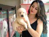 Baby Face Golden Retriever Bebekler