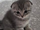 Scottish Fold Ve Straigt Blue Point Yavru