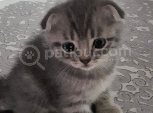 Scottish Fold Ve Straigt Blue Point Yavru görsel