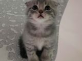 Scottish Fold Ve Straigt Blue Point Yavru