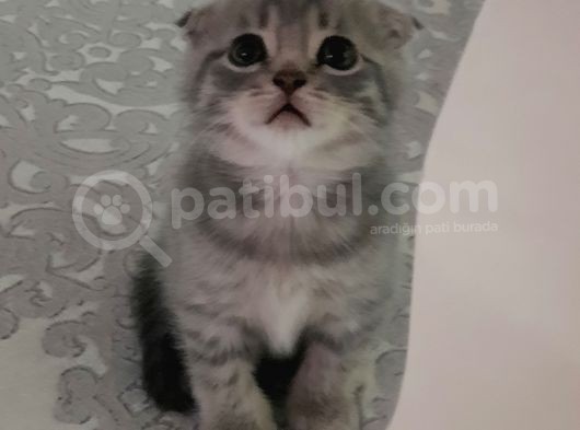 Scottish Fold Ve Straigt Blue Point Yavru görsel