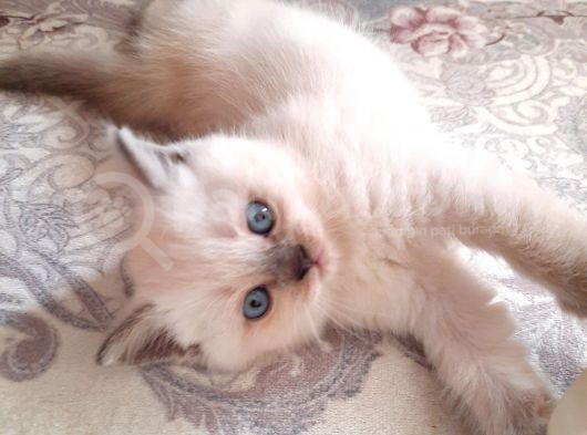 Scottish Fold Ve Straigt Blue Point Yavru görsel