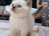 Scottish Fold Ve Straigt Blue Point Yavru