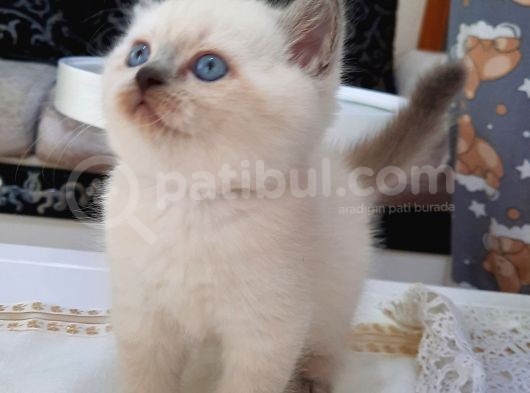 Scottish Fold Ve Straigt Blue Point Yavru görsel