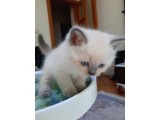 Scottish Fold Ve Straigt Blue Point Yavru