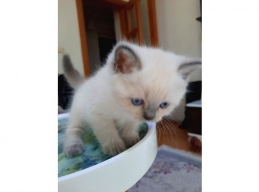 Scottish Fold Ve Straigt Blue Point Yavru görsel
