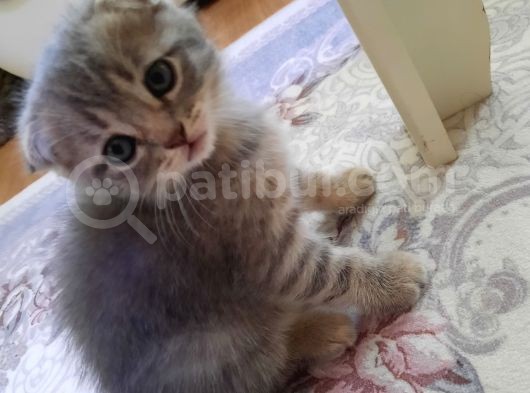 Scottish Fold Ve Straigt Blue Point Yavru görsel