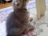 Scottish Fold Ve Straigt Blue Point Yavru