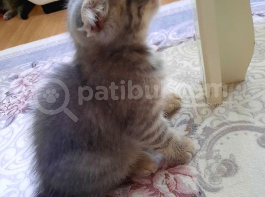 Scottish Fold Ve Straigt Blue Point Yavru