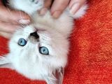 Müthi̇ş Kali̇tede Bri̇ti̇sh Shorthai̇r Bluepoi̇nt Yavru!!!