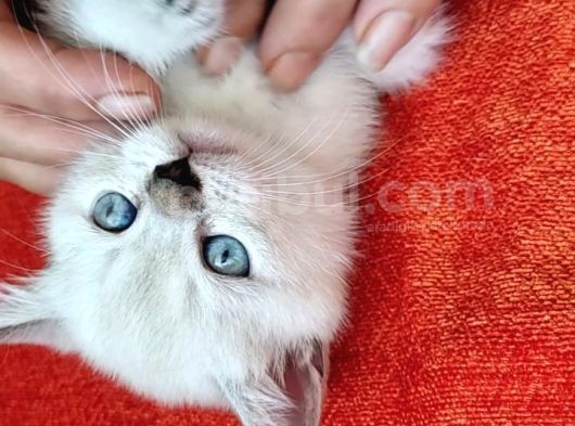 Müthi̇ş Kali̇tede Bri̇ti̇sh Shorthai̇r Bluepoi̇nt Yavru!!! görsel