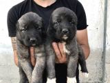Kangal